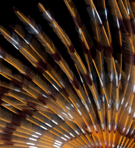 Peacock-Worm closeup by Rico Besserdich 